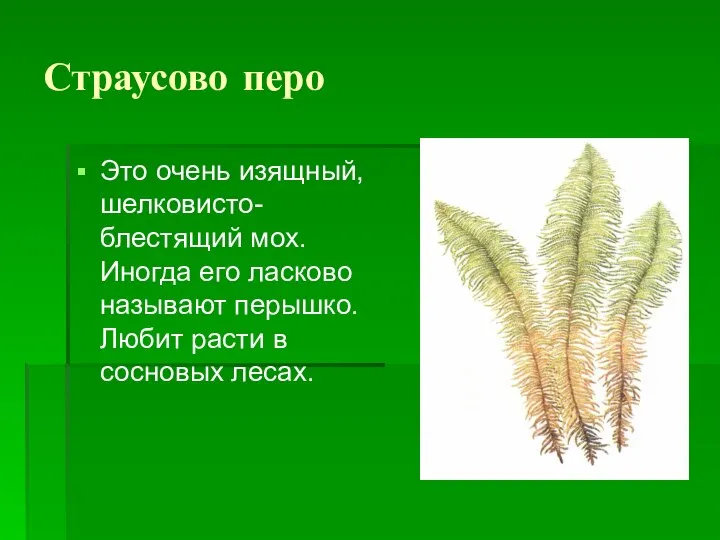 Страусово перо Это очень изящный, шелковисто-блестящий мох. Иногда его ласково называют