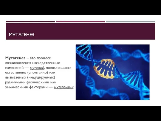 МУТАГЕНЕЗ Мутагенез – это процесс возникновения наследственных изменений — мутаций, появляющихся