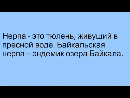 Нерпа - это тюлень, живущий в пресной воде. Байкальская нерпа – эндемик озера Байкала.