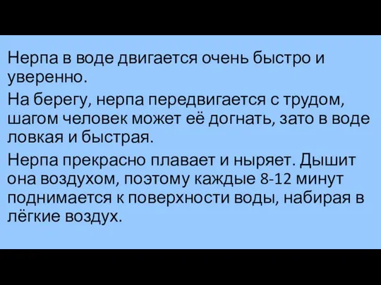 Нерпа в воде двигается очень быстро и уверенно. На берегу, нерпа