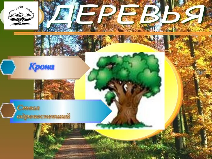 ДЕРЕВЬЯ