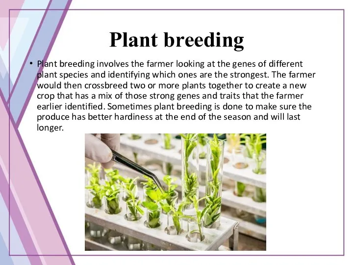 Plant breeding Plant breeding involves the farmer looking at the genes