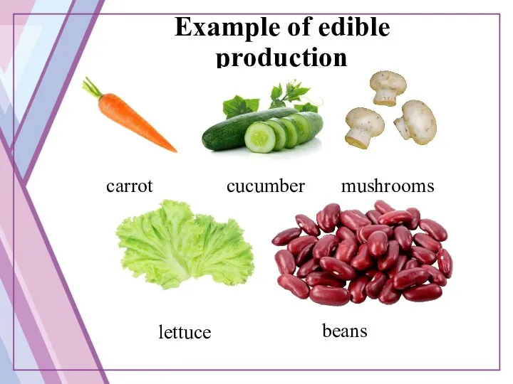 Example of edible production lettuce beans carrot cucumber mushrooms