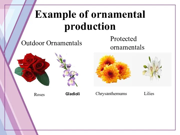 Example of ornamental production Protected ornamentals Chrysanthemums Lilies Outdoor Ornamentals Gladioli Roses