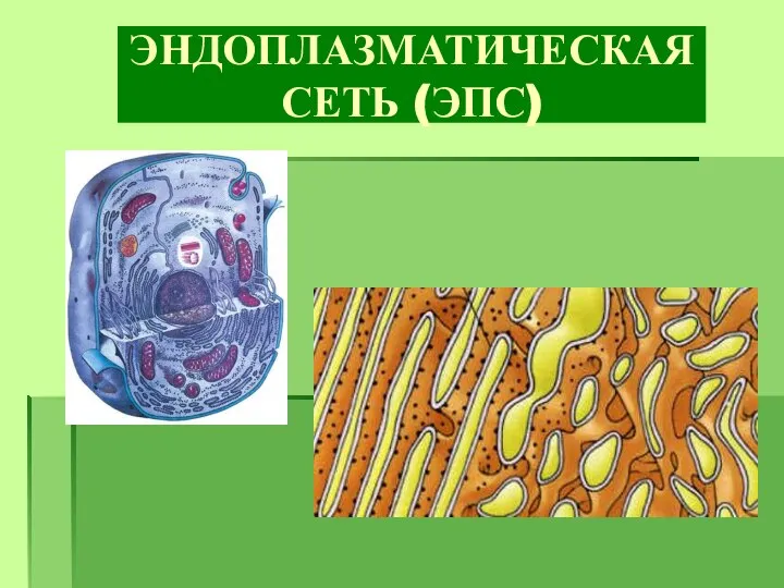 ЭНДОПЛАЗМАТИЧЕСКАЯ СЕТЬ (ЭПС)