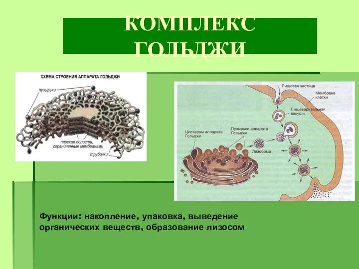 КОМПЛЕКС ГОЛЬДЖИ Функции: накопление, упаковка, выведение органических веществ, образование лизосом