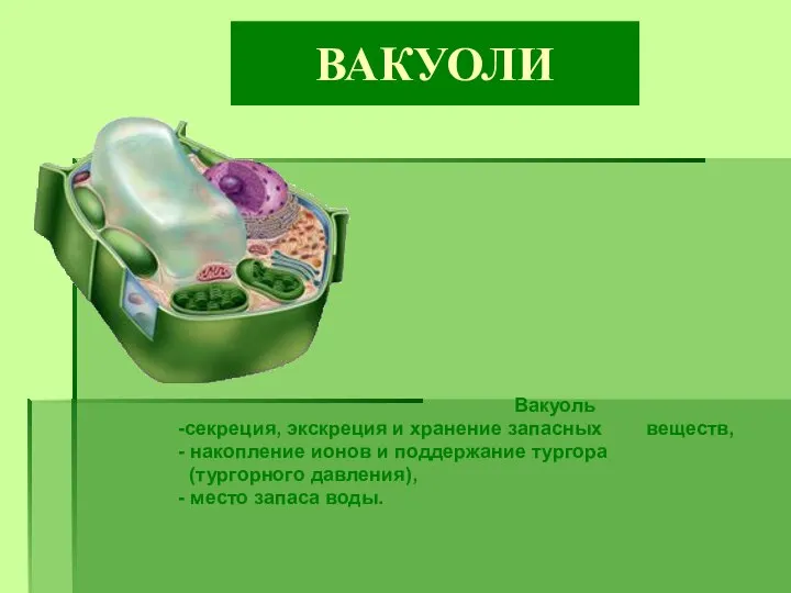 ВАКУОЛИ Вакуоль -секреция, экскреция и хранение запасных веществ, - накопление ионов