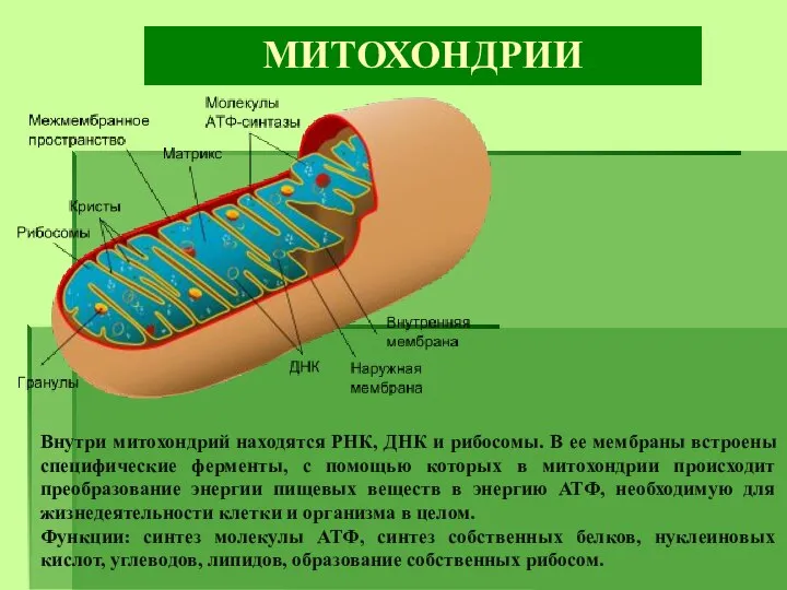 МИТОХОНДРИИ Внутри митохондрий находятся РНК, ДНК и рибосомы. В ее мембраны