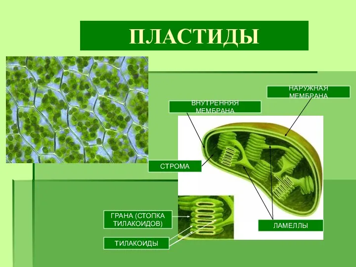 ПЛАСТИДЫ НАРУЖНАЯ МЕМБРАНА ВНУТРЕННЯЯ МЕМБРАНА ГРАНА (СТОПКА ТИЛАКОИДОВ) ТИЛАКОИДЫ ЛАМЕЛЛЫ СТРОМА