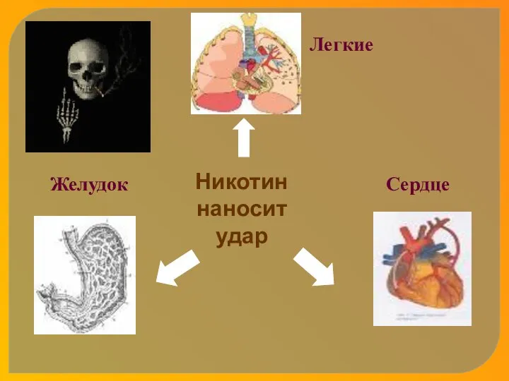 Никотин наносит удар Легкие Желудок Сердце