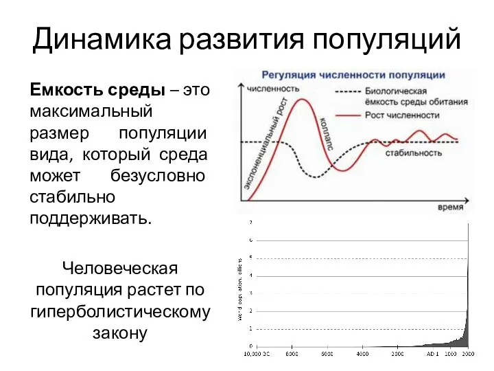 Динамика развития популяций Емкость среды – это максимальный размер популяции вида,