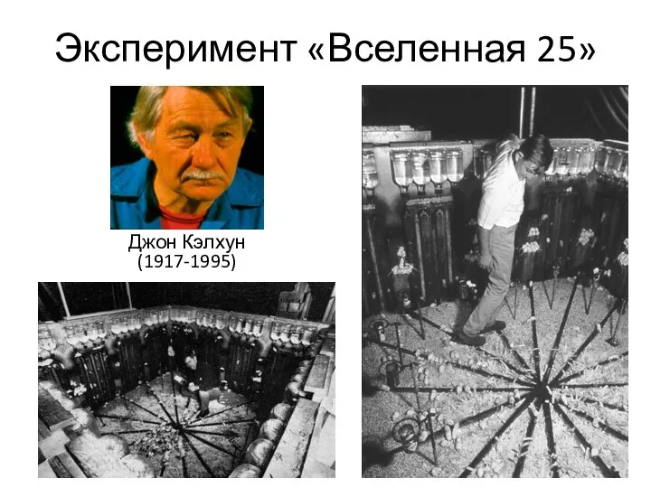 Эксперимент «Вселенная 25» Джон Кэлхун (1917-1995)