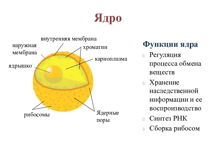 Ядро Функции ядра Регуляция процесса обмена веществ Хранение наследственной информации и