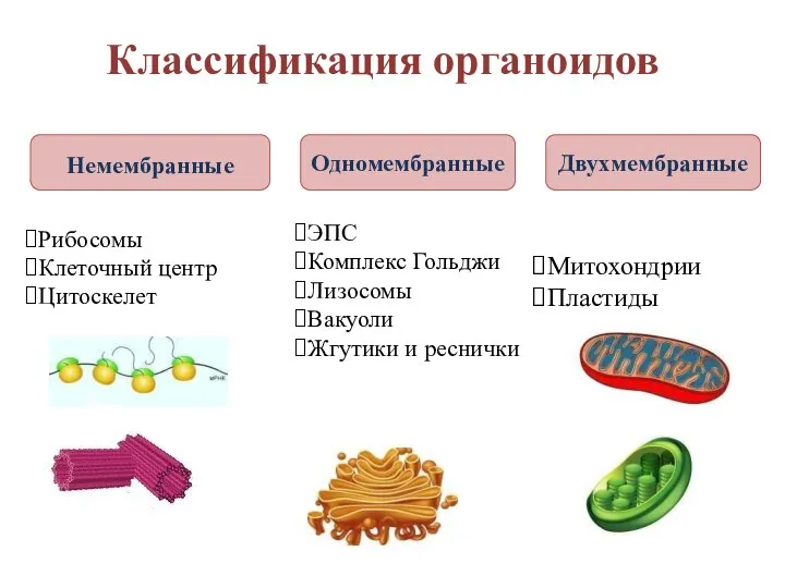 Классификация органоидов Немембранные Одномембранные Двухмембранные Рибосомы Клеточный центр Цитоскелет Митохондрии Пластиды