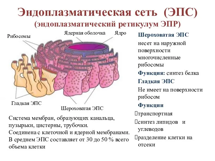 Шероховатая ЭПС несет на наружной поверхности многочисленные рибосомы Функция: синтез белка