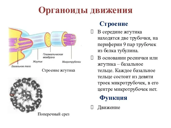 Органоиды движения Строение В середине жгутика находятся две трубочки, на периферии