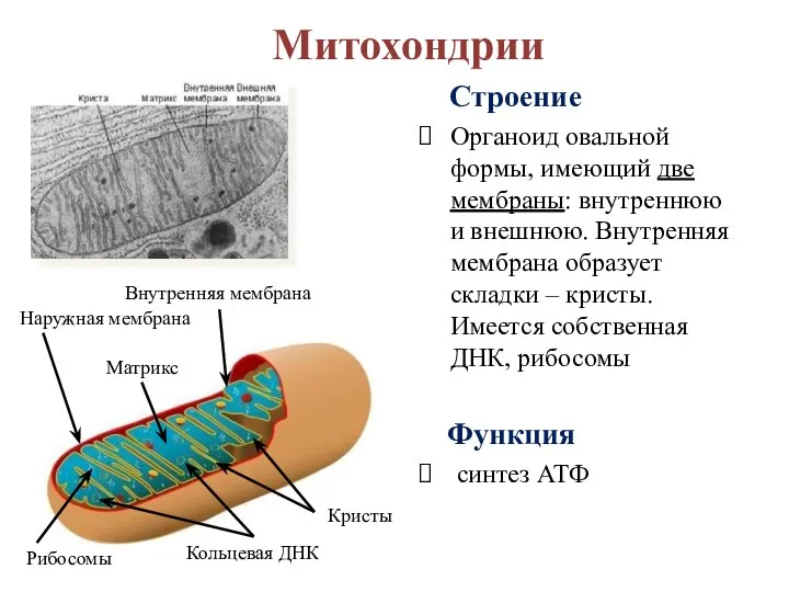 Кристы Митохондрии Строение Органоид овальной формы, имеющий две мембраны: внутреннюю и