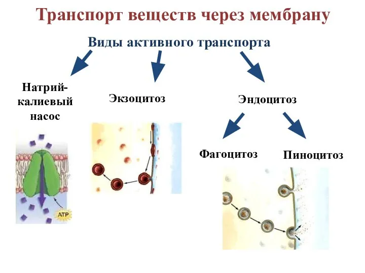 Виды активного транспорта Натрий-калиевый насос Экзоцитоз Эндоцитоз Фагоцитоз Пиноцитоз Транспорт веществ через мембрану