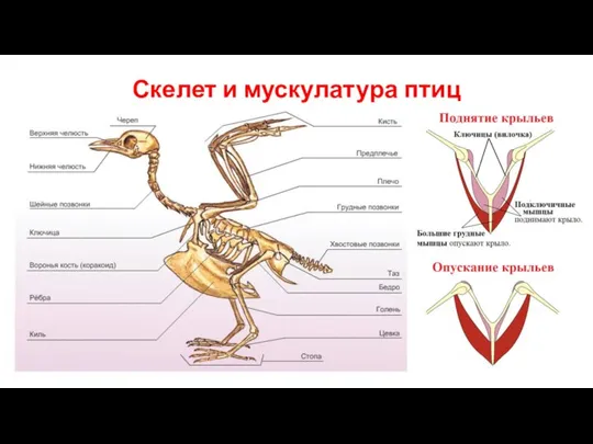 Скелет и мускулатура птиц