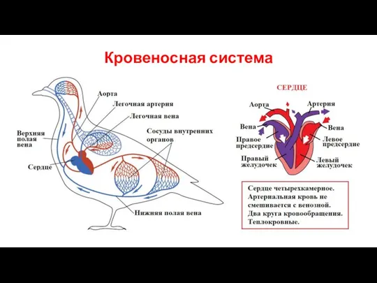 Кровеносная система