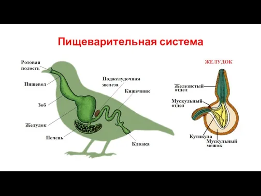 Пищеварительная система