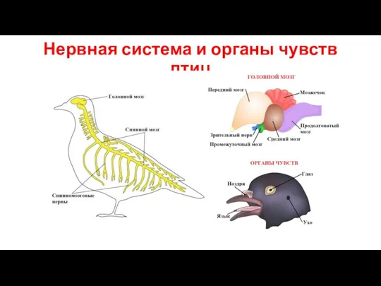 Нервная система и органы чувств птиц