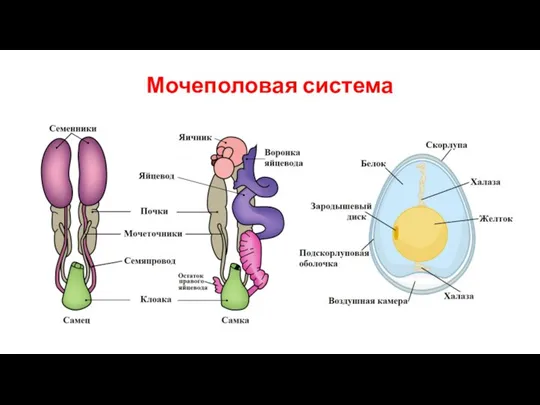 Мочеполовая система