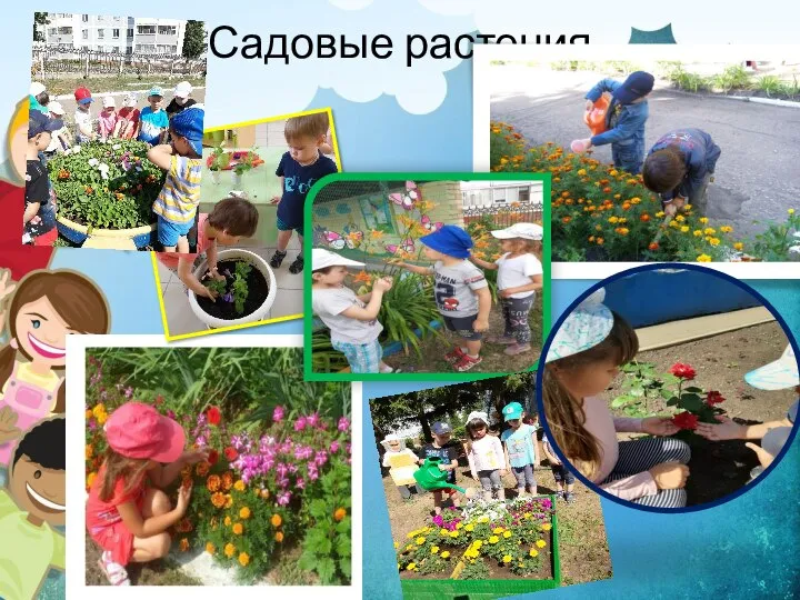 Садовые растения