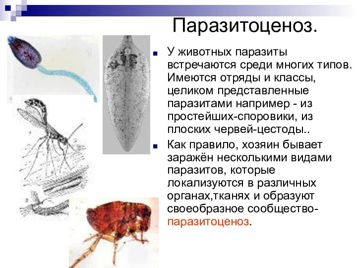 Паразитоценоз. У животных паразиты встречаются среди многих типов. Имеются отряды и