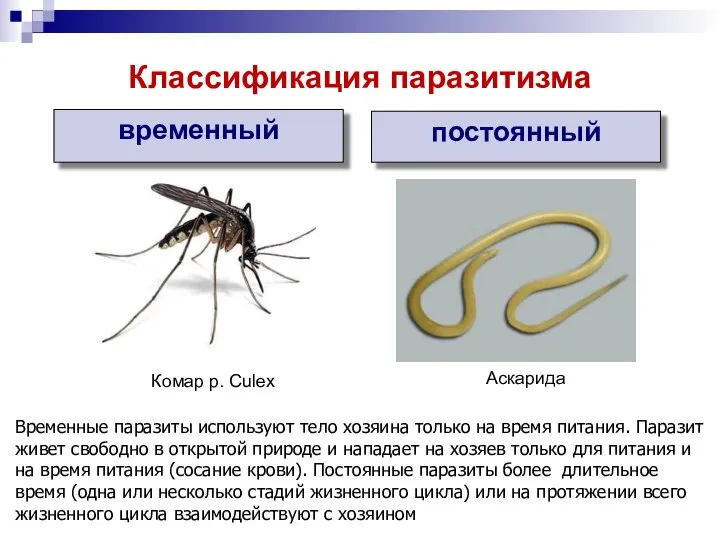 временный постоянный Комар р. Culex Аскарида Классификация паразитизма Временные паразиты используют