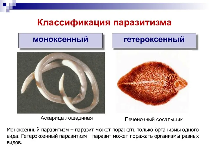 моноксенный гетероксенный Аскарида лошадиная Печеночный сосальщик Классификация паразитизма Моноксенный паразитизм –