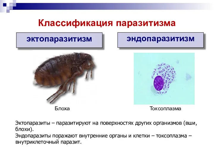 эктопаразитизм эндопаразитизм Токсоплазма Блоха Классификация паразитизма Эктопаразиты – паразитируют на поверхностях