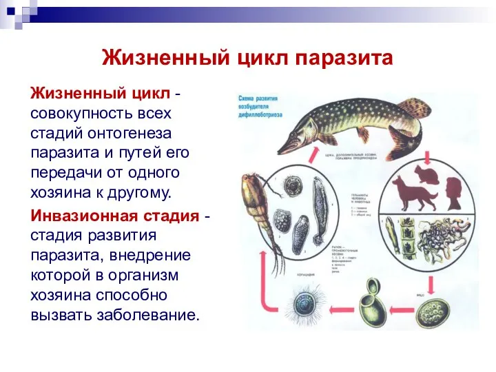 Жизненный цикл паразита Жизненный цикл - совокупность всех стадий онтогенеза паразита