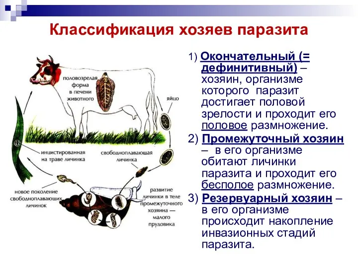 Классификация хозяев паразита 1) Окончательный (= дефинитивный) – хозяин, организме которого