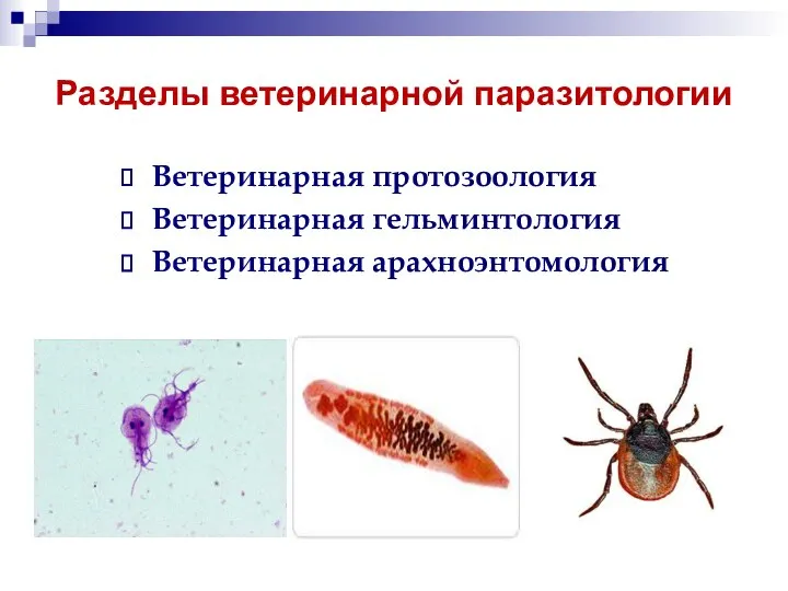 Разделы ветеринарной паразитологии Ветеринарная протозоология Ветеринарная гельминтология Ветеринарная арахноэнтомология