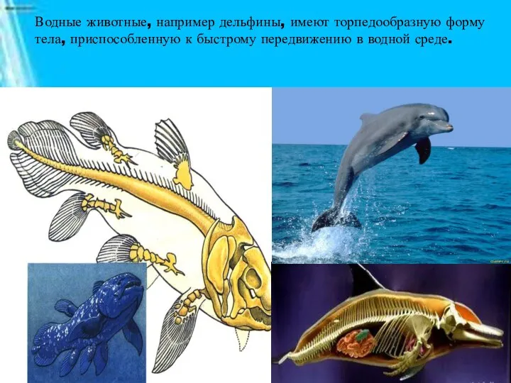 Водные животные, например дельфины, имеют торпедообразную форму тела, приспособленную к быстрому передвижению в водной среде.