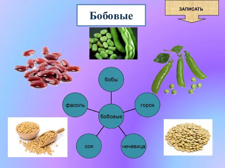 Бобовые ЗАПИСАТЬ