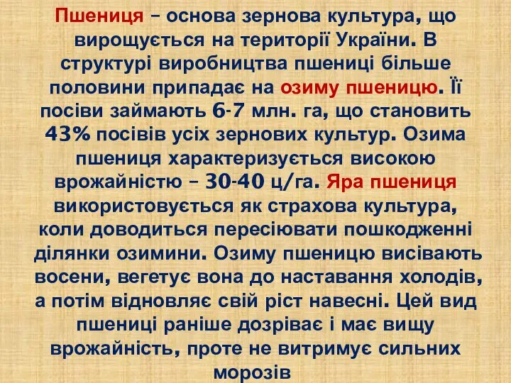 Пшениця – основа зернова культура, що вирощується на території України. В