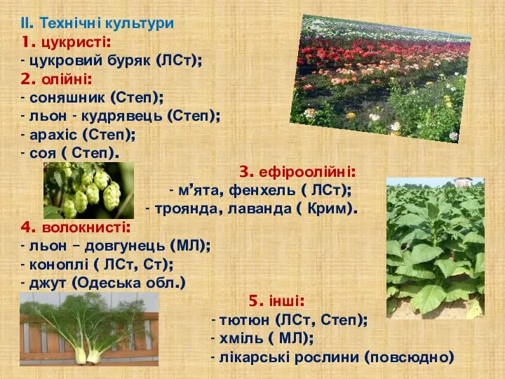 ІІ. Технічні культури 1. цукристі: - цукровий буряк (ЛСт); 2. олійні: