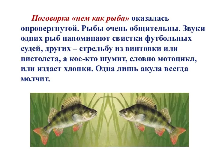 Поговорка «нем как рыба» оказалась опровергнутой. Рыбы очень общительны. Звуки одних