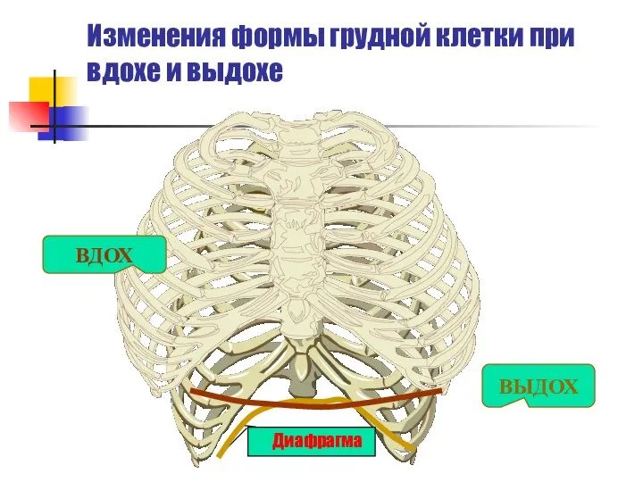 Диафрагма Изменения формы грудной клетки при вдохе и выдохе ВДОХ ВЫДОХ