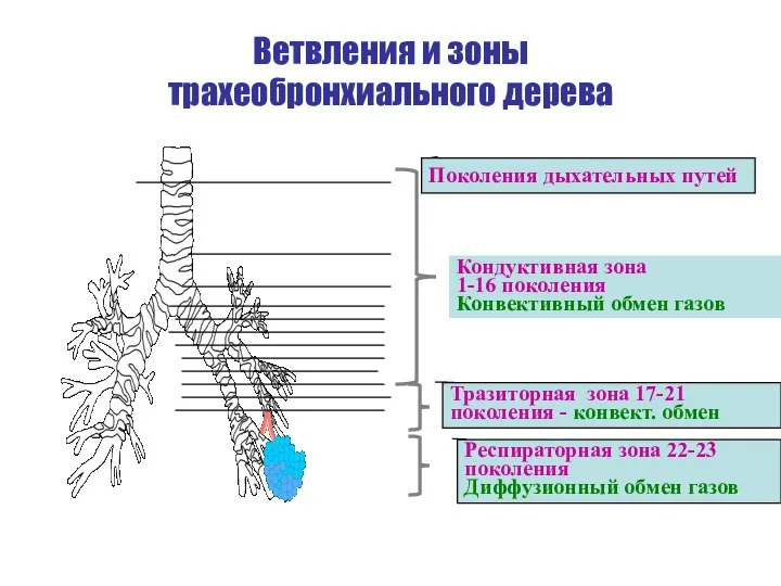 Ветвления и зоны трахеобронхиального дерева Поколения дыхательных путей Кондуктивная зона 1-16