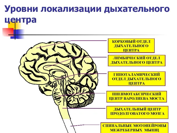 Уровни локализации дыхательного центра