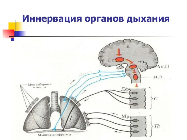 Иннервация органов дыхания