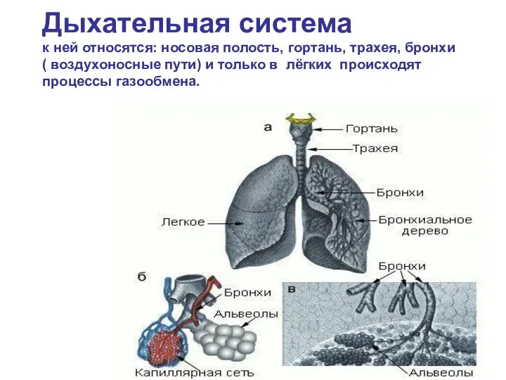 Дыхательная система к ней относятся: носовая полость, гортань, трахея, бронхи (
