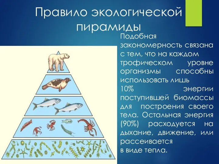 Правило экологической пирамиды Подобная закономерность связана с тем, что на каждом