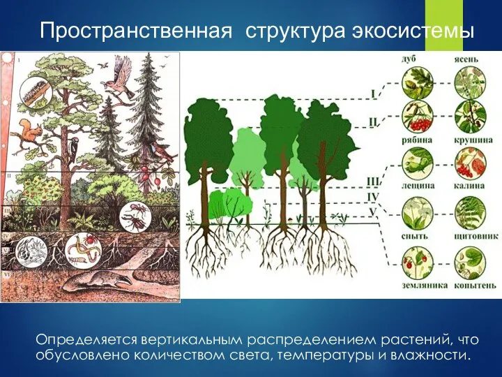 Определяется вертикальным распределением растений, что обусловлено количеством света, температуры и влажности. Пространственная структура экосистемы