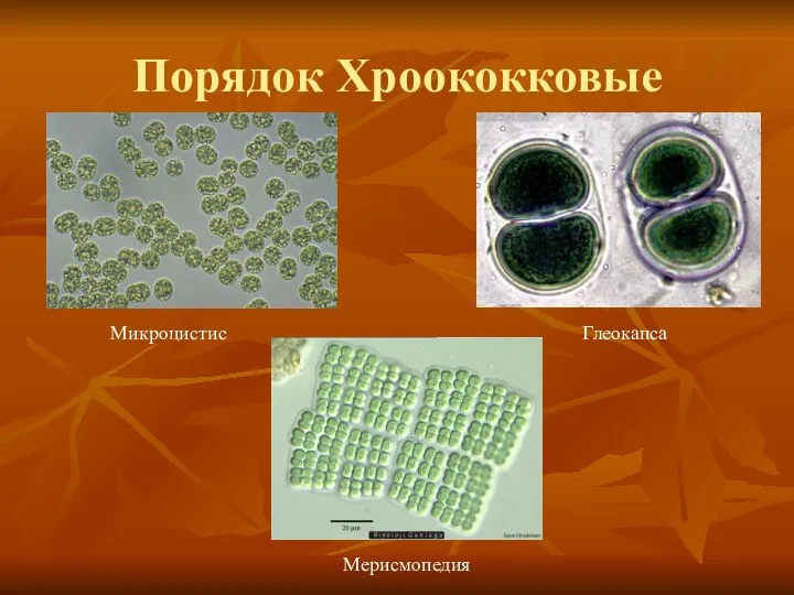 Порядок Хроококковые Микроцистис Глеокапса Мерисмопедия