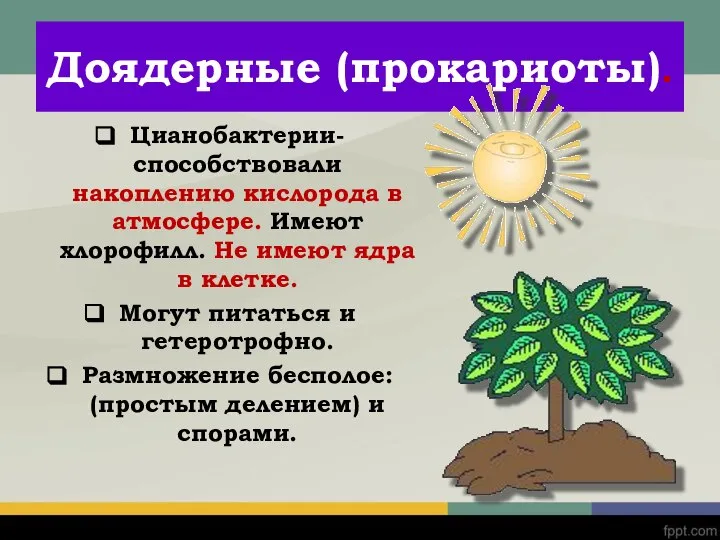 Доядерные (прокариоты). Цианобактерии- способствовали накоплению кислорода в атмосфере. Имеют хлорофилл. Не