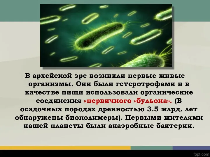 В архейской эре возникли первые живые организмы. Они были гетеротрофами и